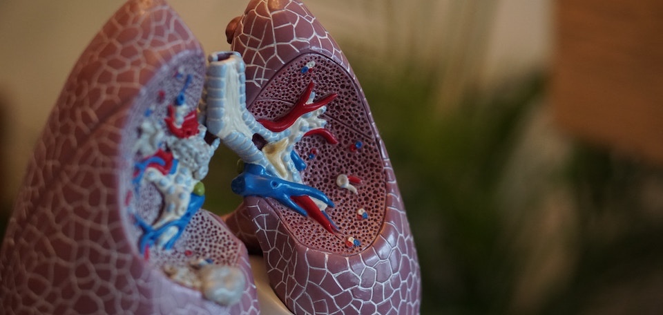 Stock lung photo